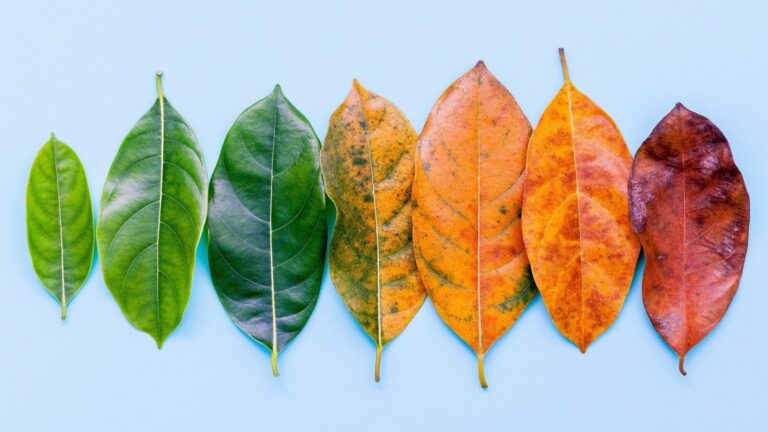 Seven leaves in a row show a color gradient from bright green on the left to orange and brown on the right, set against a light blue background.